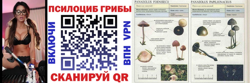 ссылка на мегу ТОР  Светлоград  Псилоцибиновые грибы Cubensis 